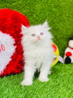 white Persian kitten| Triple long coat|punch Face|cat babies