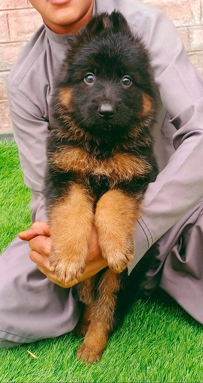 German Shepherd puppy | long coat German Shepherd  puppies| GSD Dog 2