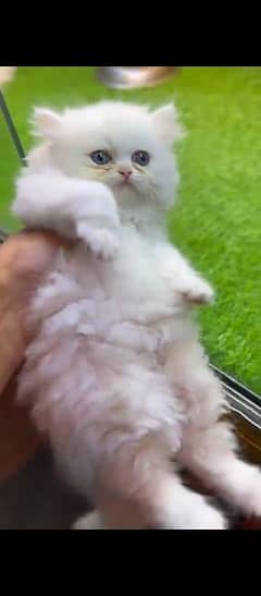 Persian kitten white female pursian parsian cat bili billi