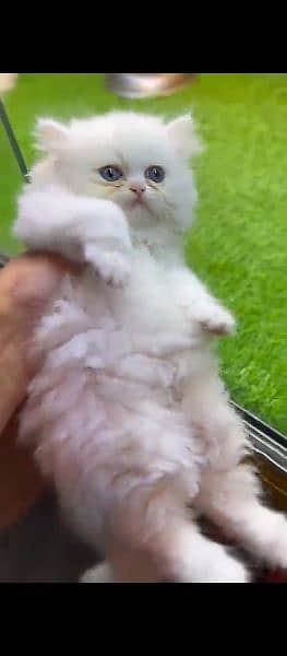 Persian kitten white female pursian parsian cat bili billi 0