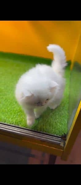 Persian kitten white female pursian parsian cat bili billi 1