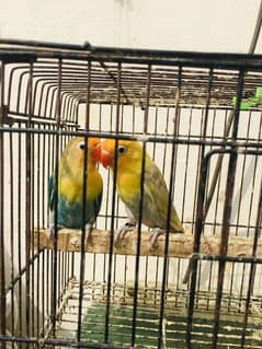 Sale sale sale. Love birds sale on cheap rates.