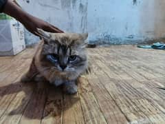 Persian cat / Adult cat / male Brown Persian cat For sale