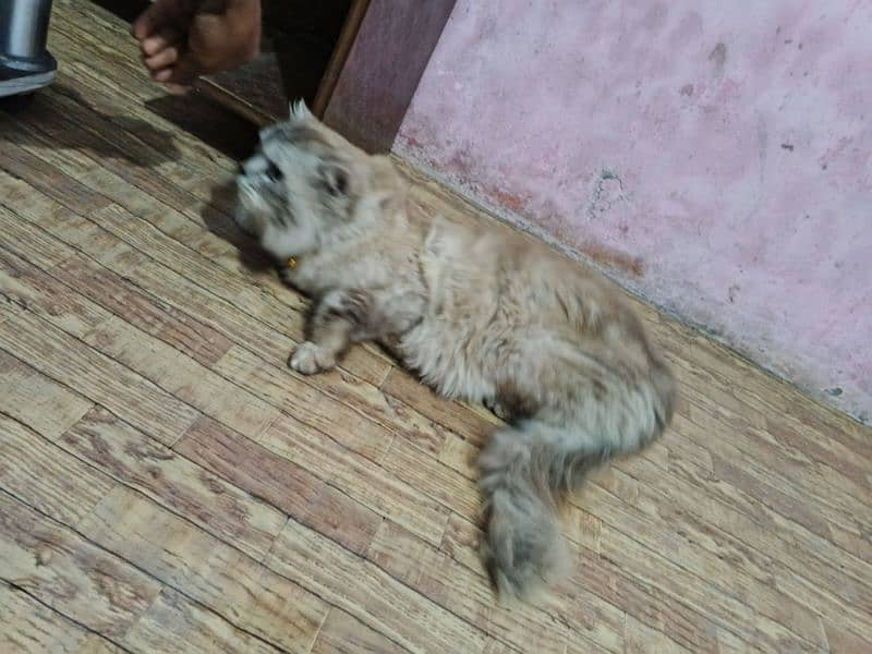 Persian cat / Adult cat / male Brown Persian cat For sale 1