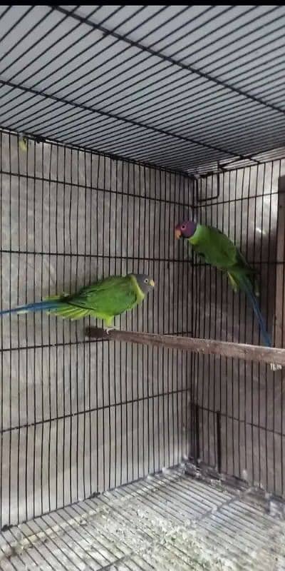 plum head parrots pair 1