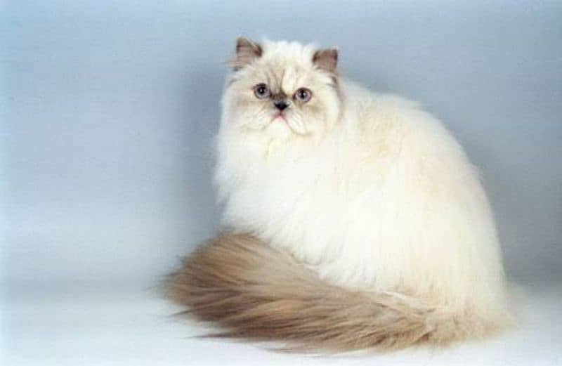 Persian cats My WhatsApp 03015880301 3