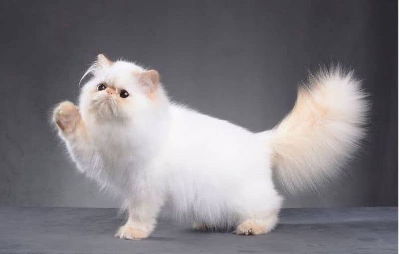 Persian cats My WhatsApp 03015880301 5