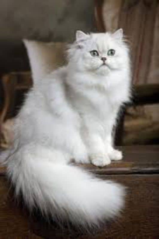 Persian cats My WhatsApp 03015880301 7