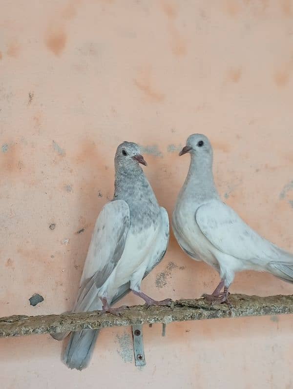 slaty baby pigeon for sale 0