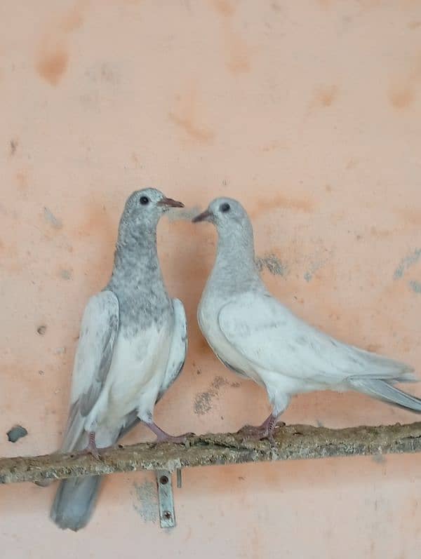 slaty baby pigeon for sale 1