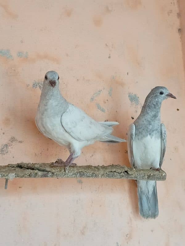 slaty baby pigeon for sale 2