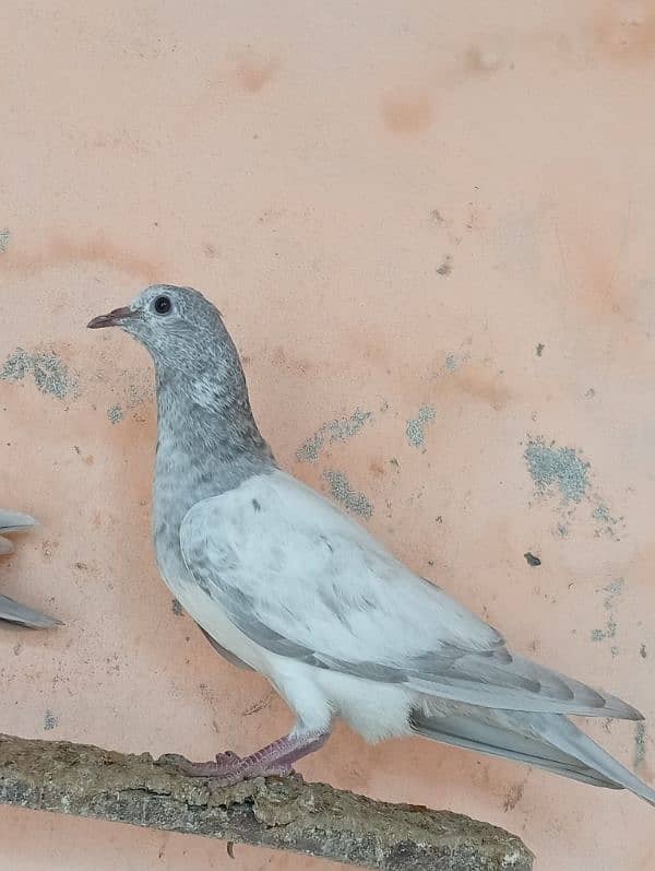 slaty baby pigeon for sale 3