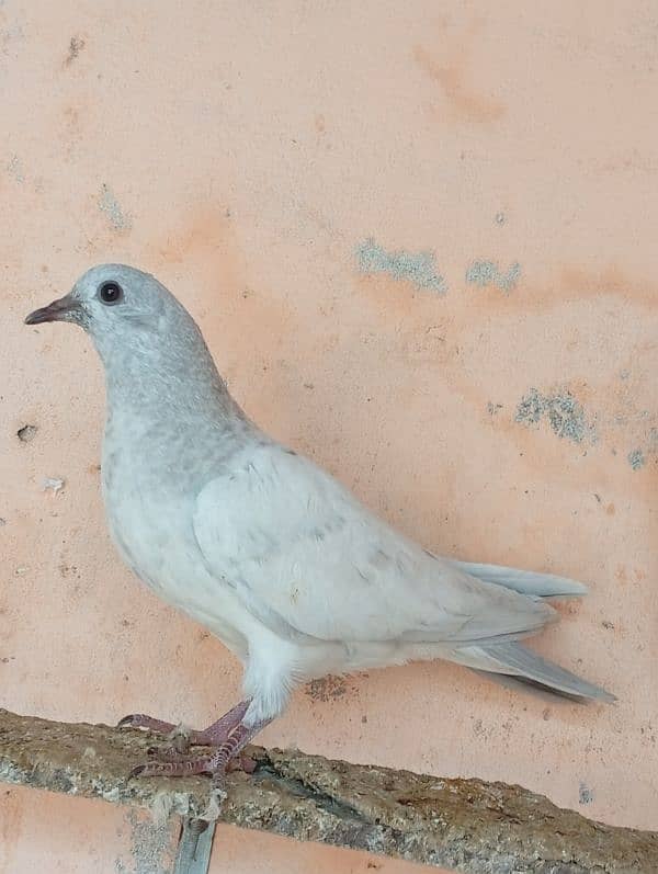 slaty baby pigeon for sale 4