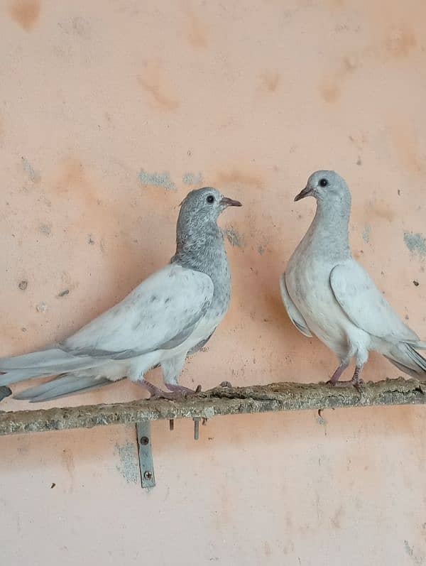 slaty baby pigeon for sale 5