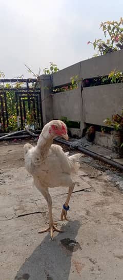 white shamo female available