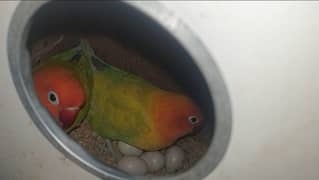 Love bird breeder pair