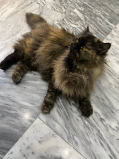 persian male cat