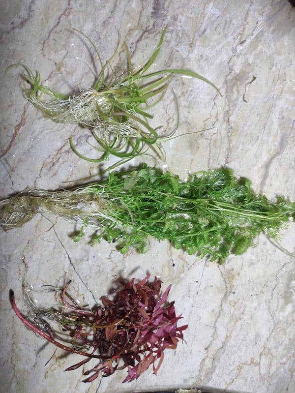 Aquarium Plants Deal 0