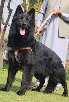 black German Shepherd proper long coat Male