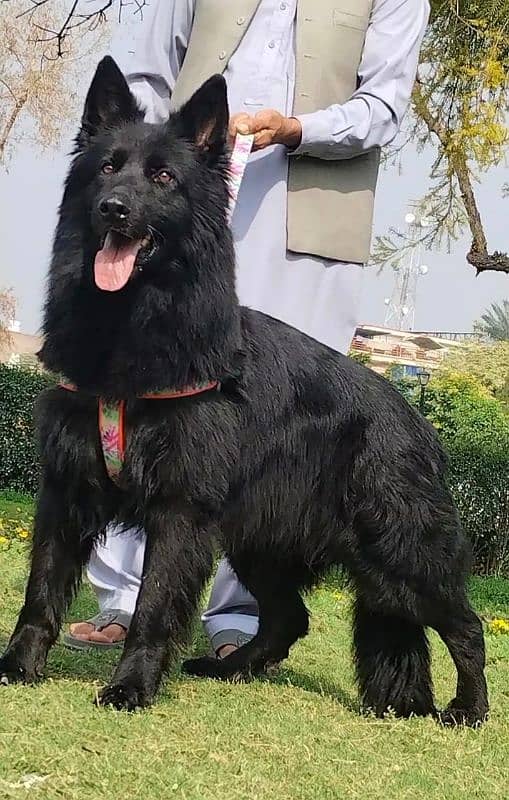 black German Shepherd proper long coat Male 1