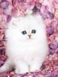 Persian cats My WhatsApp 03015880301