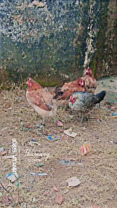 Misri Hens Or  Amroha aseel Murga Urgent Sale  Healthy And active