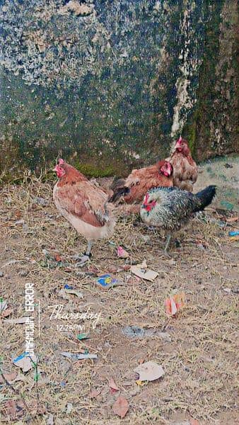 Misri Hens Or  Amroha aseel Murga Urgent Sale  Healthy And active 0