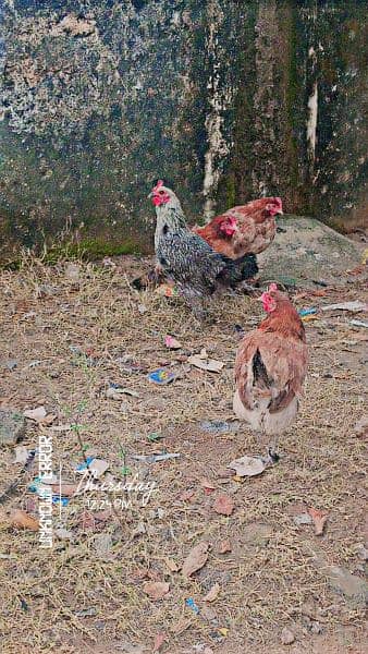 Misri Hens Or  Amroha aseel Murga Urgent Sale  Healthy And active 3