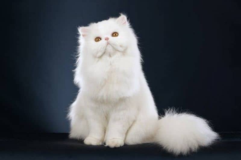 Persian cats My WhatsApp 03015880301 9