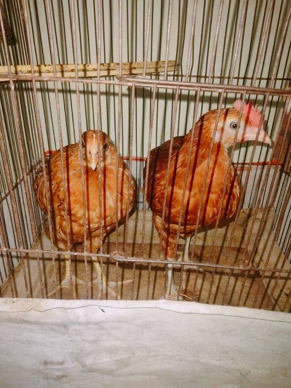 hens pair for sale with cage 1