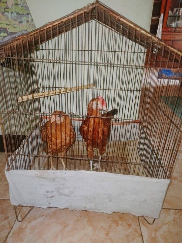 hens pair for sale with cage 4