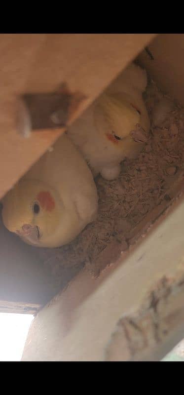 Cream Cockatiel Breeder Pair 0