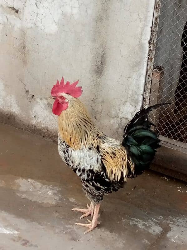 beautiful hen are sale phone number03004842453 0