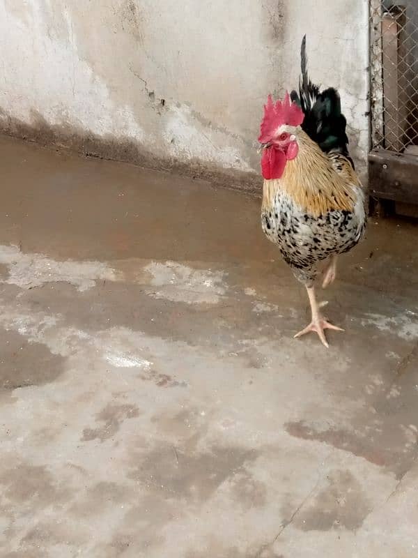 beautiful hen are sale phone number03004842453 1