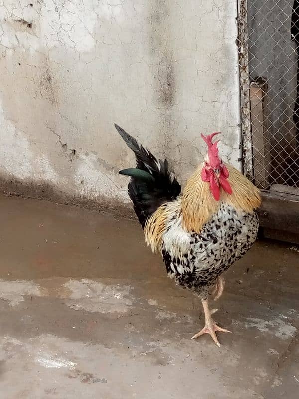 beautiful hen are sale phone number03004842453 2