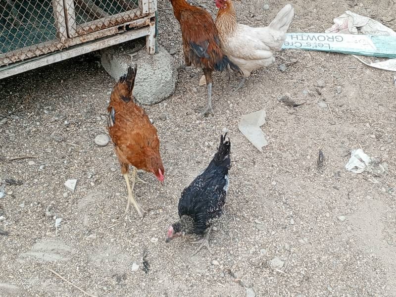 3 male pathay and 1 male breeder 5