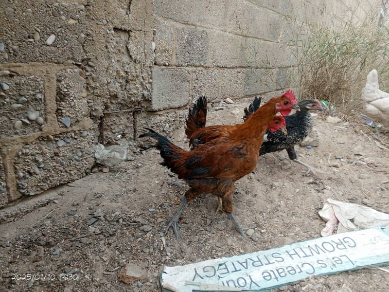 3 male pathay and 1 male breeder 10