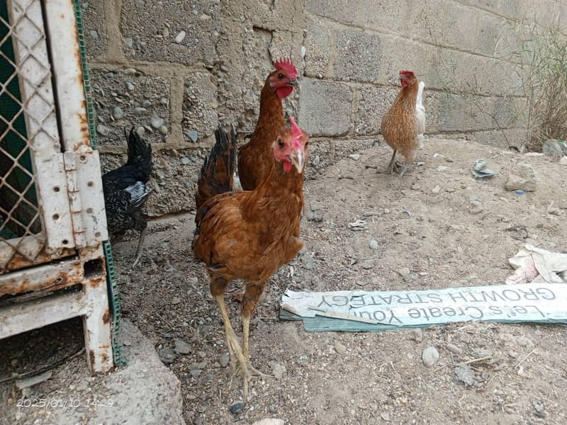 3 male pathay and 1 male breeder 13