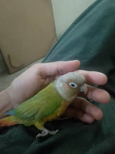 Pineapple conure parrot