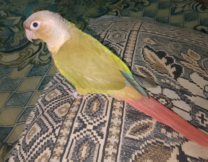 Pineapple conure parrot 3