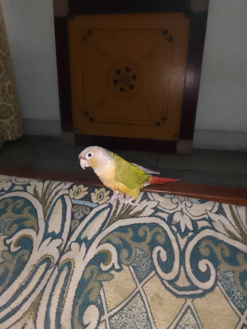 Pineapple conure parrot 4