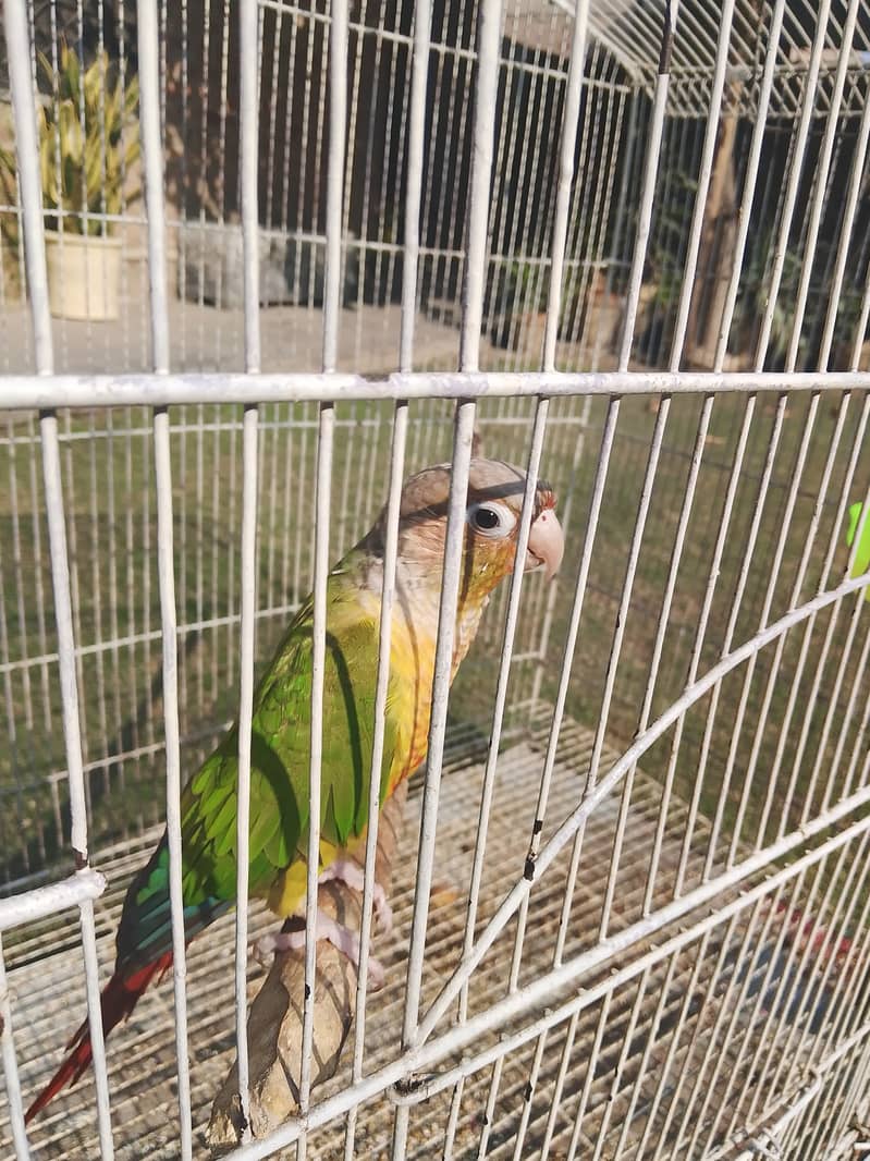 Pineapple conure parrot 5