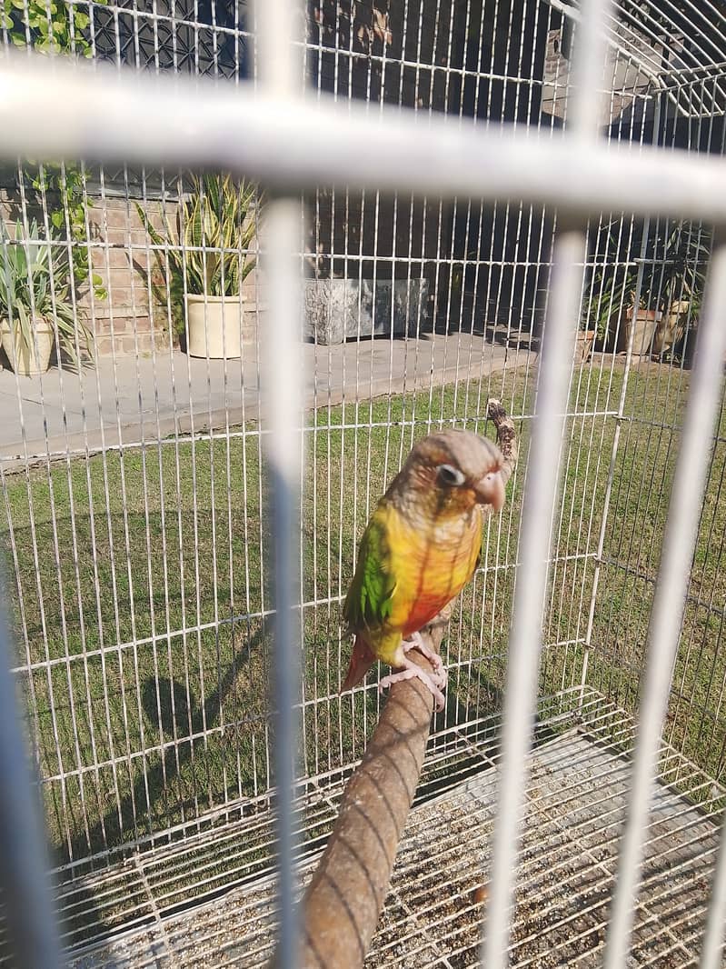 Pineapple conure parrot 6