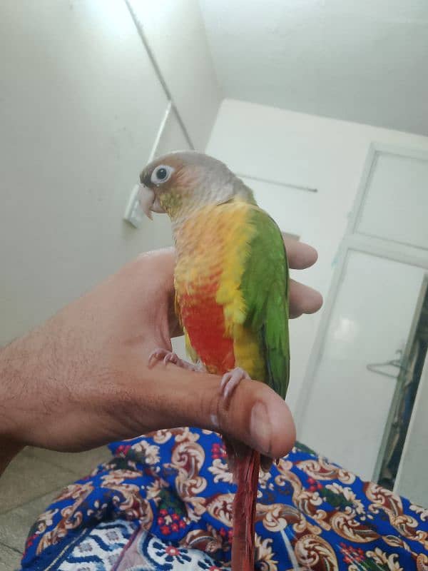 Pineapple conure parrot 7