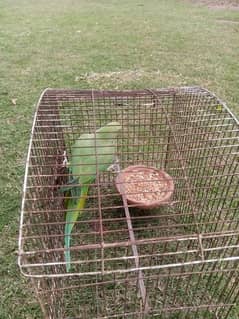 green parrot