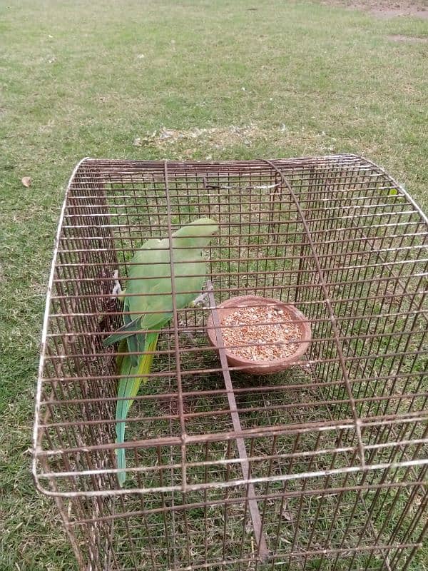 green parrot 0