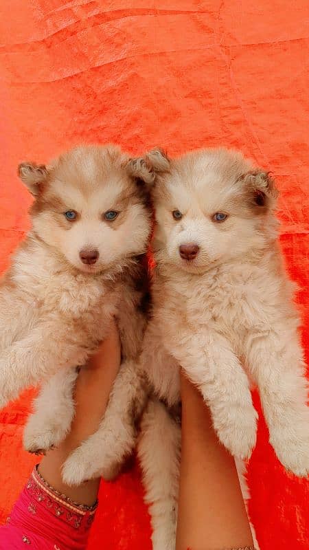 Siberian husky supreme quality puppies available 0