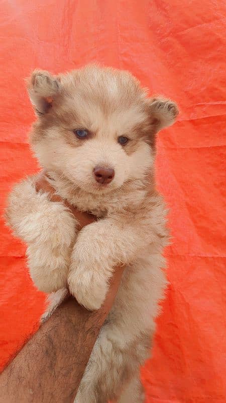 Siberian husky supreme quality puppies available 2