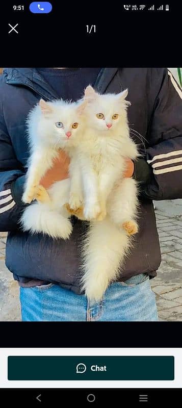 Persian cats My WhatsApp 03015880301 0