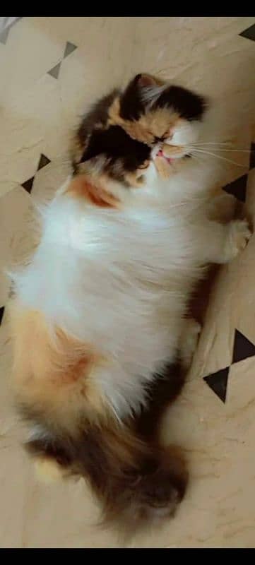 Persian cats My WhatsApp 03015880301 1